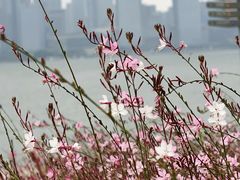 -金鸡湖景区
