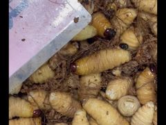 -荔城生鲜盛宴(番禺旗舰店)