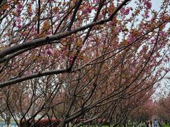 -高东镇樱花园