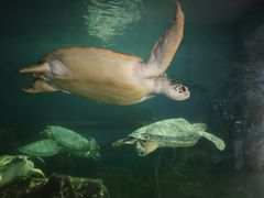 -广东惠东海龟国家级自然保护区