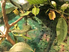 -上海大自然野生昆虫馆(东方明珠·爬宠昆虫探索中心)