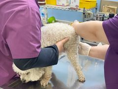 -北京博爱动物医院有限公司