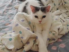 -中农大我爱我爱24h动物医院·中医针灸·猫专科·骨科医疗中心(双井店)