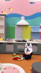 -宝贝渡口儿童游乐园(华南安盛店)