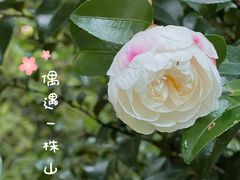-熊猫谷