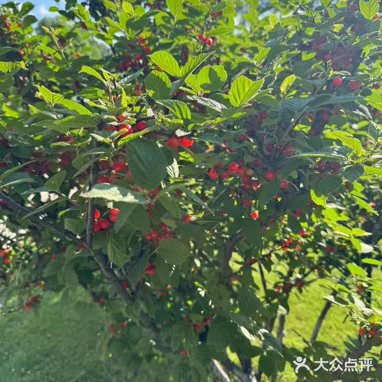 大自然馈赠了我们两份至臻美味— 杨梅和黄桃。杨梅