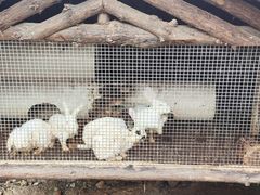 -泉州海丝野生动物世界