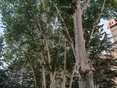 -西安市长乐公园