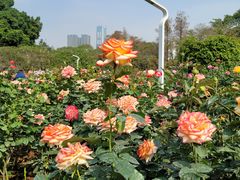 -人民公园(罗湖区)