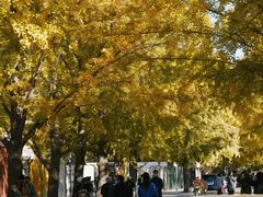 -三里屯东五街银杏大道