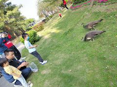 -大湾区中央湿地公园
