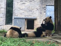 -都江堰中华大熊猫苑