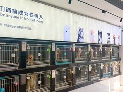 -翊宠yipet猫狗购宠庄园犬舍•猫舍