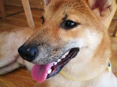 -柴犬高等学院·狗咖·柴犬售卖·宠物训练