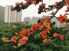 -黄埔荔枝公园