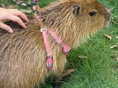 -J Create城市露营咖啡·简餐·宠物(上海动物园店)