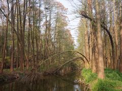 -溱湖国家湿地公园