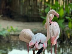 -清迈夜间动物园