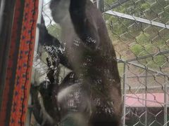 -深圳野生动物园