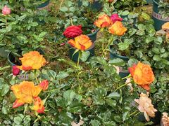 -人民公园(罗湖区)