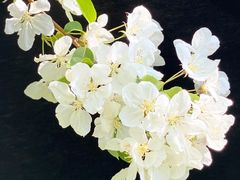 -海棠花溪(元大都城垣遗址公园)