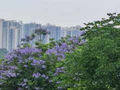 -重庆彩云湖湿地公园