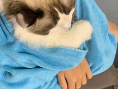 -宠颐生动物医院·猫科·心脏科(海口分院)