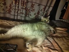 -猫大福·Fortune Cat猫舍(百子湾店)