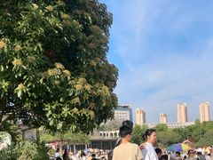 -青枫公园
