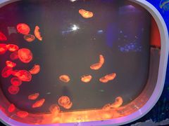 -芜湖新华联大白鲸海洋公园