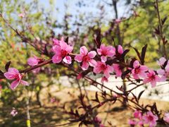 -永定河休闲森林公园