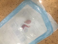 -伟伟宠物医院·CT影像中心·瑞派犬猫综合性门诊(汉口总院)