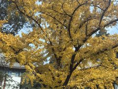 -勺园中餐厅