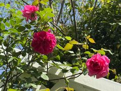 -昆山城市生态森林公园