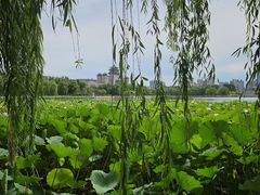 -莲花池公园