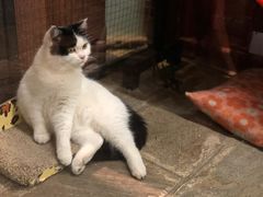 -猫咪博物馆(顶澳仔猫街店)