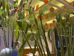-龚海宝· 烧烤· 羊肉原切挂糊更好吃(庄市店)