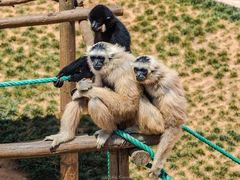 -西霞口神雕山野生动物世界