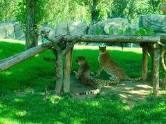 -北京野生动物园