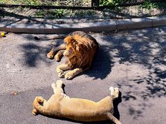 -大连森林动物园