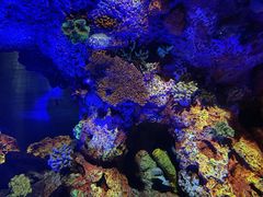 -上海海洋水族馆