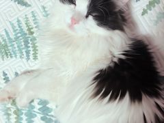 -美联众合宠物医院·爱萌分院·内外科·猫科中心