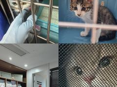 -御宝贝·A梦猫科宠物医院(国际猫友好医院)
