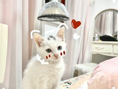 -米苏动物医院·犬猫专科·骨科外科内窥镜