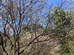 -杭州植物园