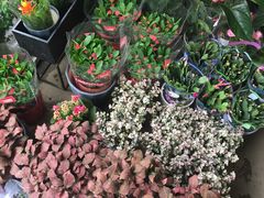 -金陵花卉交易市场