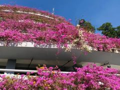-深圳仙湖植物园