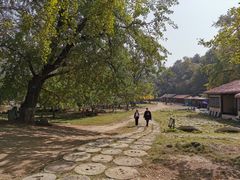 -千年银杏谷文化旅游区