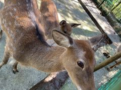 -武陵山森林公园