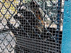 -西安秦岭野生动物园